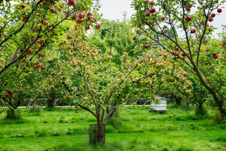 apple-trees-in-the-garden-during-autumn-uk-2025-01-29-07-56-35-utc