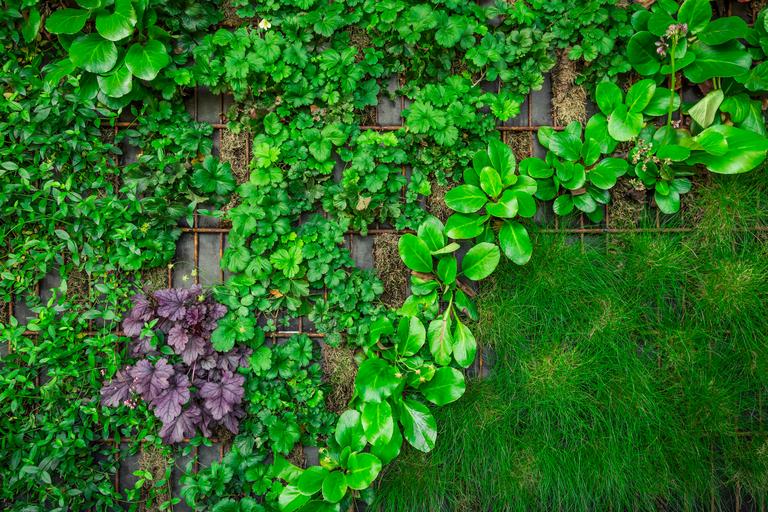 green-plant-wall-outside-the-building-green-build-2025-03-25-03-21-55-utc