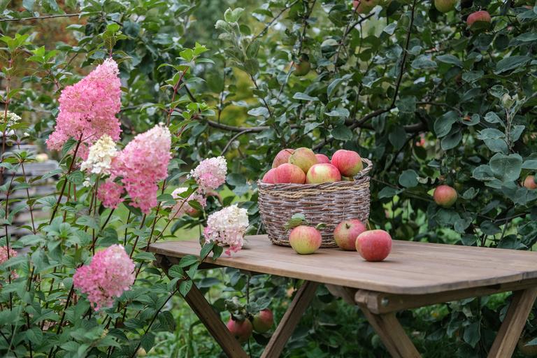 basket-with-red-ripe-apples-on-a-wooden-table-in-t-2025-01-08-07-27-32-utc
