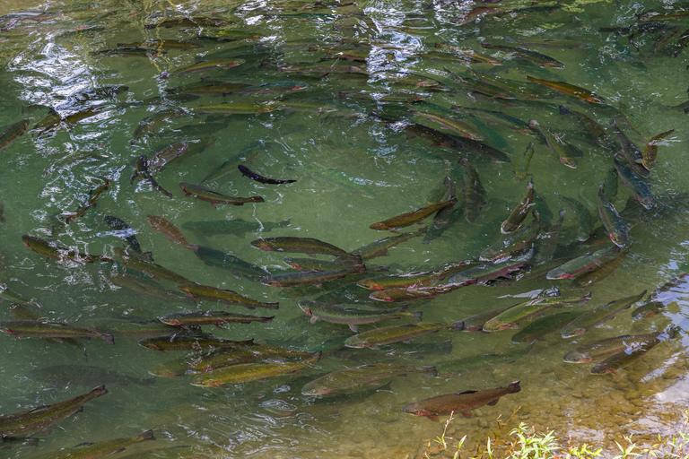 breeding-trout-in-artificial-ponds-2025-03-31-07-45-46-utc
