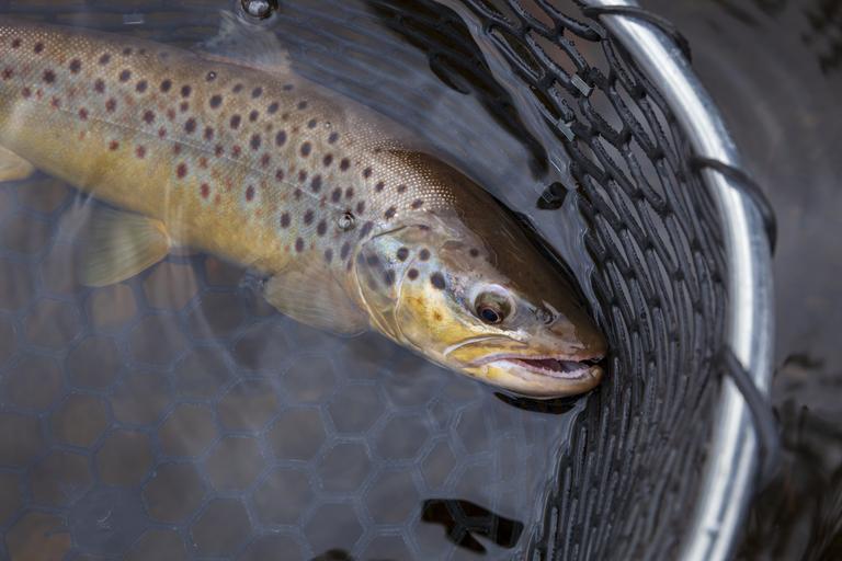 brown-trout-in-a-landing-net-in-a-northern-minneso-2025-01-07-12-36-12-utc