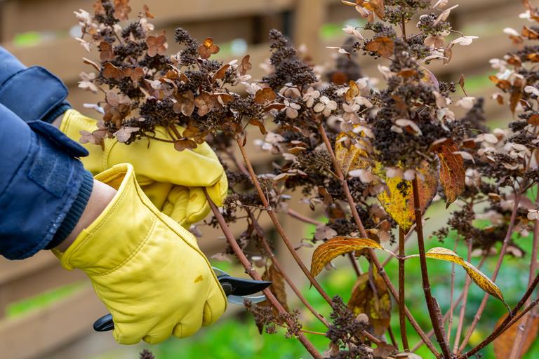 bush-hydrangea-cutting-or-trimming-with-secateur-i-2025-02-20-08-29-24-utc