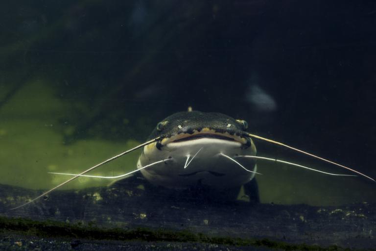 catfish-at-the-bottom-of-the-river-catfish-portra-2025-03-05-07-53-30-utc