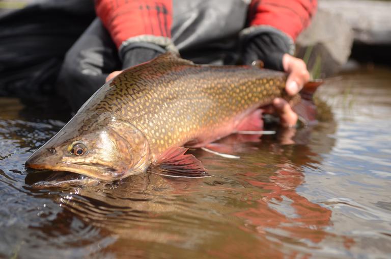 closeup-shot-of-a-fisherman-holding-a-brook-trout-2025-02-11-18-47-27-utc