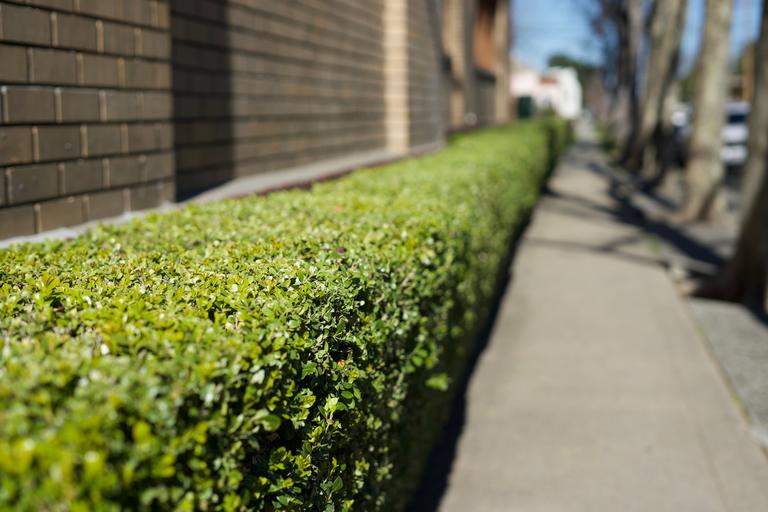 closeup-shot-of-a-green-boxwood-hedge-along-the-st-2025-02-05-04-28-53-utc