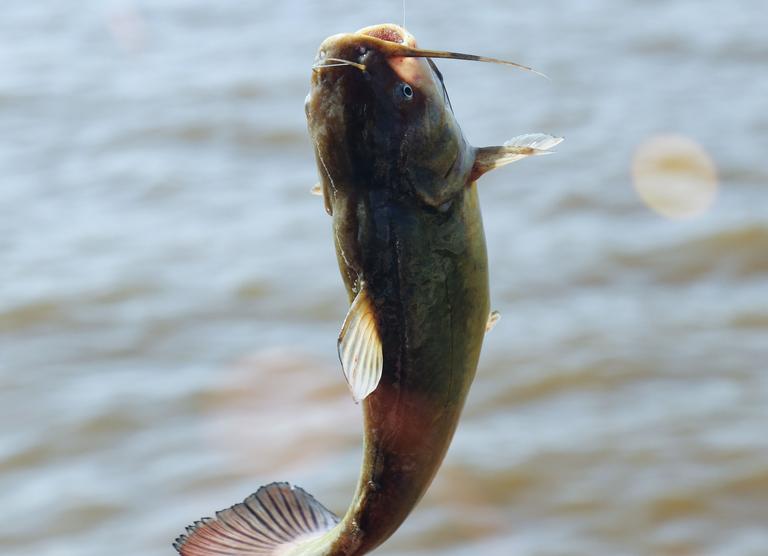 closeup-shot-of-catfish-hanging-on-a-hook-2025-02-03-11-43-58-utc