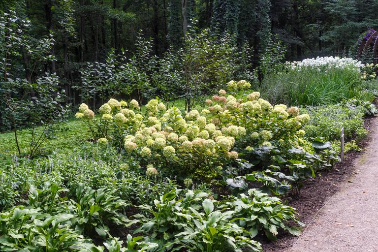 complex-flower-bed-of-perennial-plants-2025-03-14-16-28-29-utc
