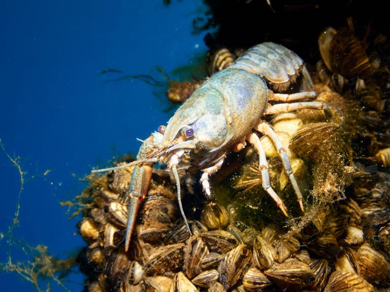 european-crayfish-astacus-astacus-in-a-lake-2025-02-02-13-35-45-utc