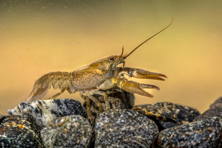 european-crayfish-on-stoney-riverbed-2025-03-23-22-52-40-utc