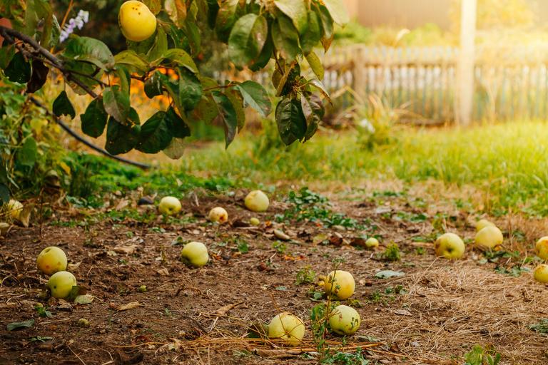 fallen-apples-lie-on-the-ground-a-new-crop-in-the-2025-03-15-07-09-30-utc