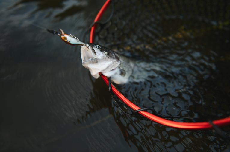 fisherman-picking-up-big-rainbow-trout-from-his-fi-2025-03-17-13-50-45-utc