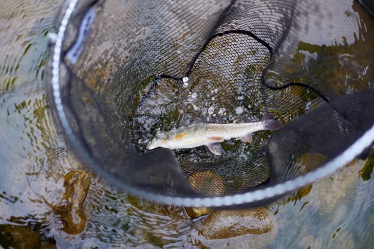 fishing-net-with-rainbow-trout-inside-in-mountain-2025-03-24-21-20-16-utc