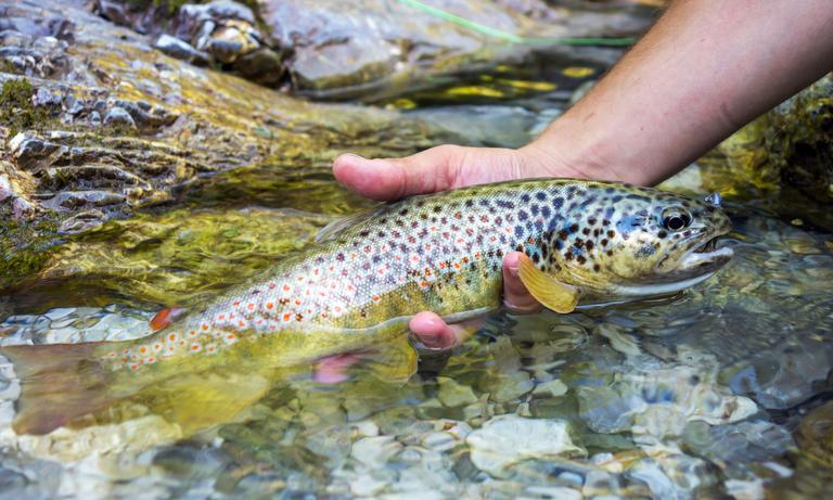 fly-fisherman-holding-brown-trout-2024-09-15-06-12-11-utc