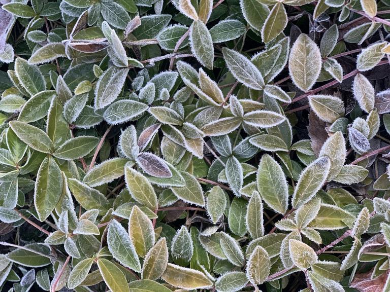 frosty-leaves-2024-10-11-03-52-10-utc