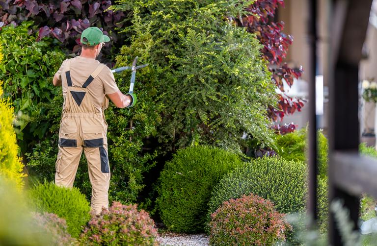 garden-worker-trimming-decorative-trees-2025-03-16-19-38-53-utc