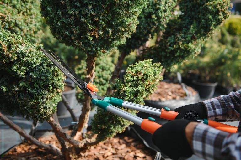 garden-worker-trimming-trees-with-scissors-garden-2025-03-15-23-53-11-utc