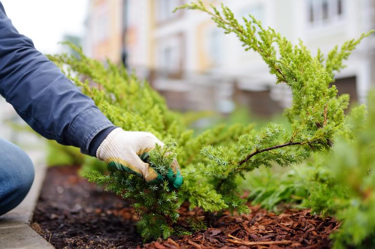 gardener-mulching-with-pine-bark-juniper-plants-in-2025-02-21-22-29-40-utc