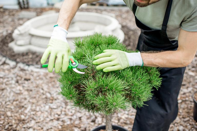 gardener-working-in-the-garden-2025-03-13-03-17-57-utc