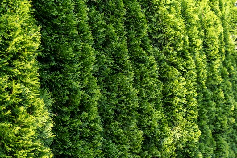 green-hedge-of-dense-coniferous-trees-under-sunlig-2025-01-10-21-38-16-utc