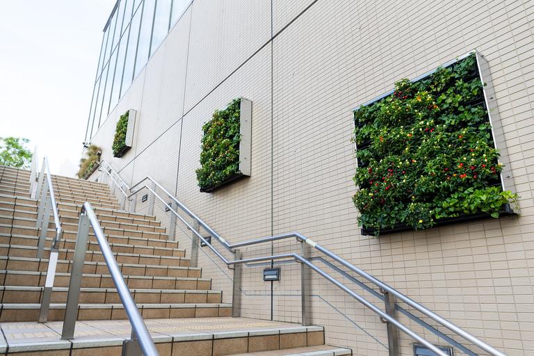 green-plant-on-the-wall-2025-03-25-11-36-27-utc