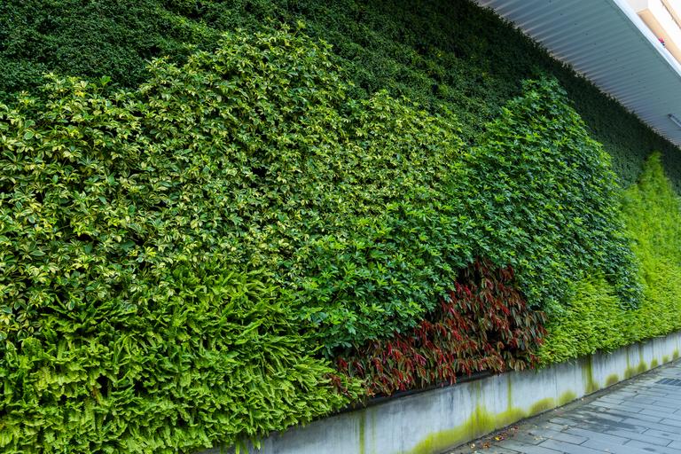 green-plant-wall-outside-the-building-2025-03-25-19-17-40-utc
