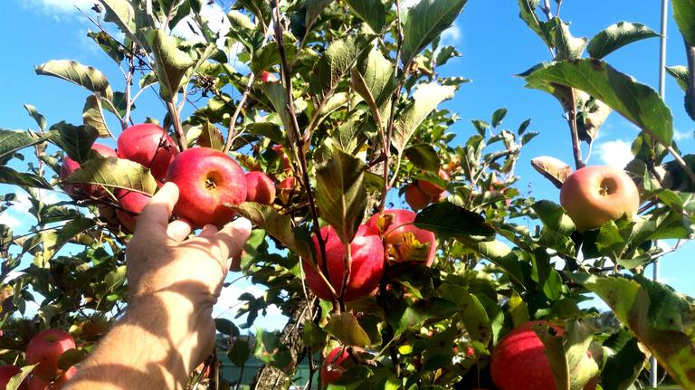 hand-reaches-for-ripe-apples-in-autumn-season-when-2025-02-15-17-00-58-utc
