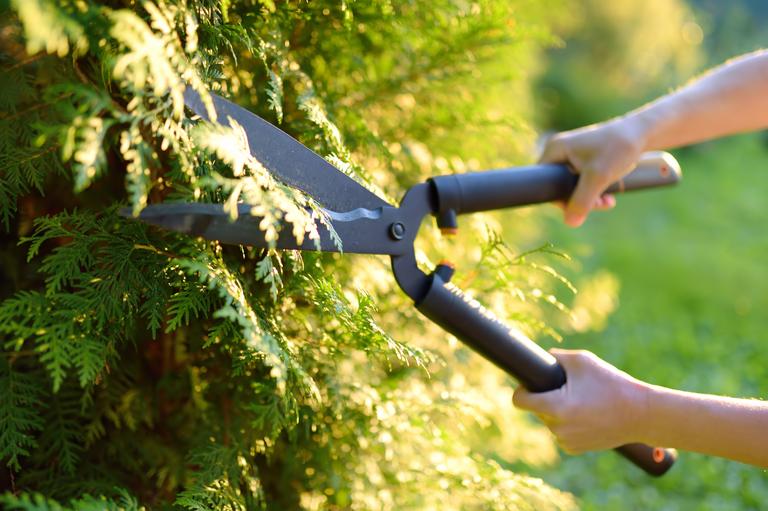 hands-of-female-gardener-woman-trimming-thuja-hed-2025-02-21-07-48-56-utc