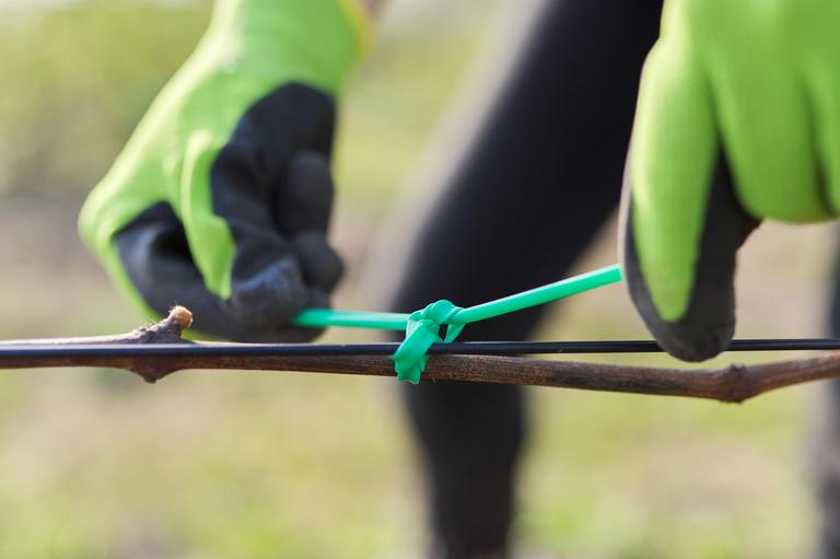 hands-of-gardener-tying-vine-with-tape-to-the-supp-2024-12-08-02-52-27-utc