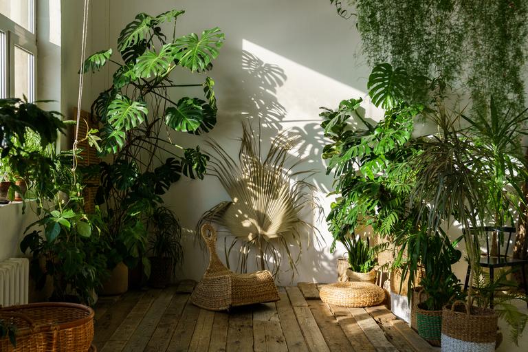 interior-of-cozy-home-garden-with-fresh-green-mons-2025-03-07-14-01-13-utc
