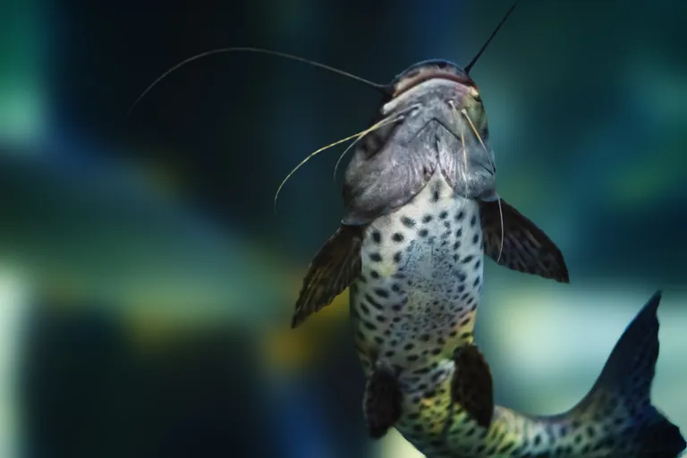 jundiara-catfish-pseudoplatystoma-sp-x-leiarius-m-2025-03-26-19-38-09-utc