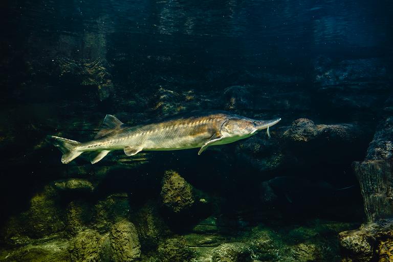 kaluga-sturgeon-huso-dauricus-2024-12-04-02-35-00-utc