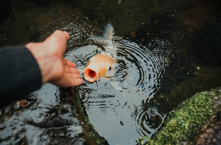 koi-carp-fish-in-a-japanese-garden-2025-03-13-22-41-38-utc