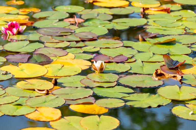lilies-in-a-water-at-autumn-season-2024-09-26-00-04-42-utc