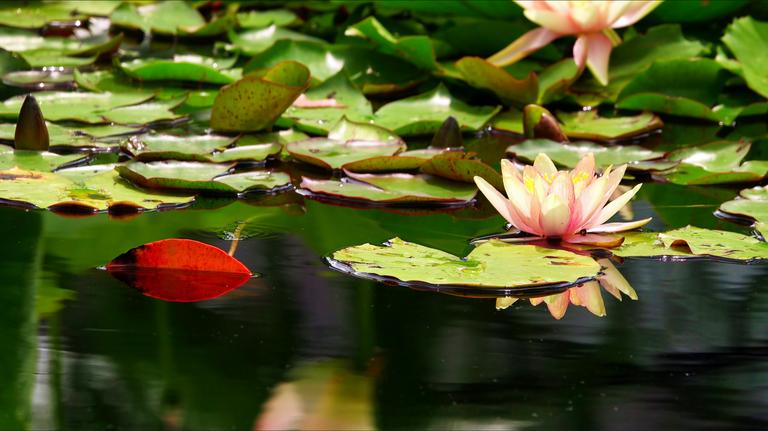 lotus-flowers-and-leaves-on-lake-water-2025-03-13-23-50-00-utc