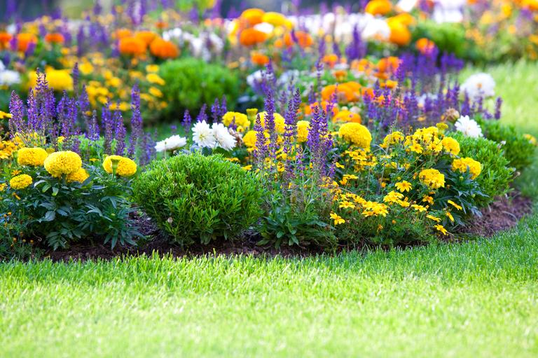 multicolored-flowerbed-on-a-lawn-2024-12-16-05-10-38-utc