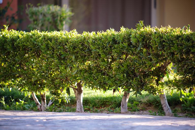 neatly-trimmed-low-trees-growing-along-path-in-the-2024-12-07-03-22-34-utc