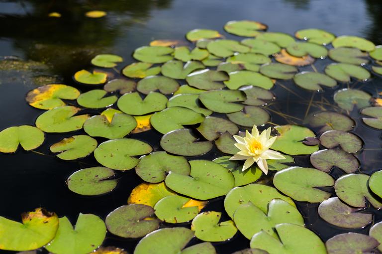 one-white-lotus-flower-in-the-pool-2025-01-16-13-49-42-utc