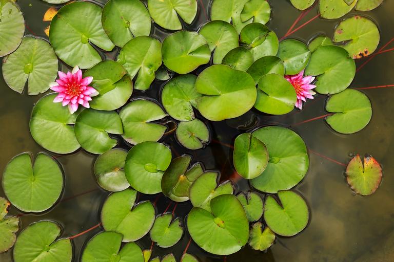 pink-water-water-lily-with-green-water-lilies-or-l-2024-10-18-10-09-47-utc