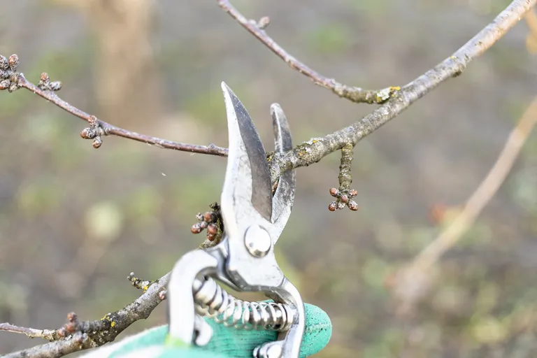 pruning-cherry-twig-with-secateurs-close-up-2024-10-18-04-44-30-utc