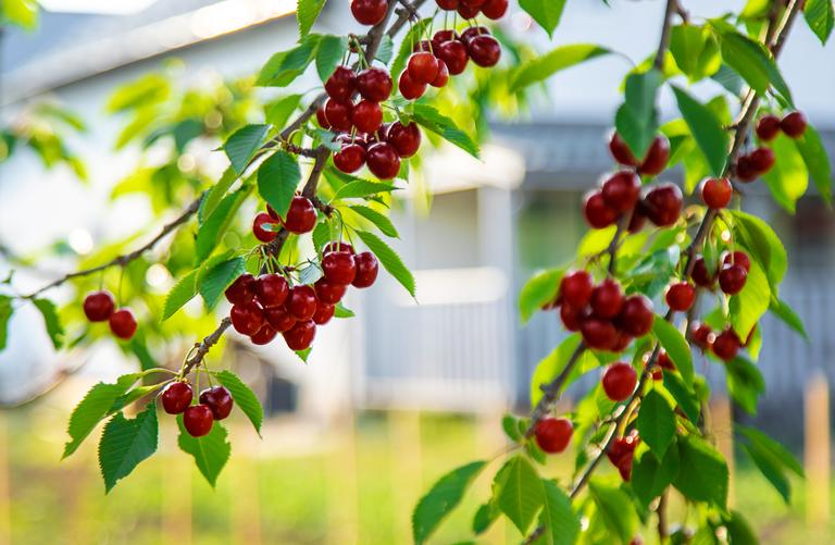 ripe-cherries-in-the-garden-selective-focus-2024-12-19-14-04-18-utc