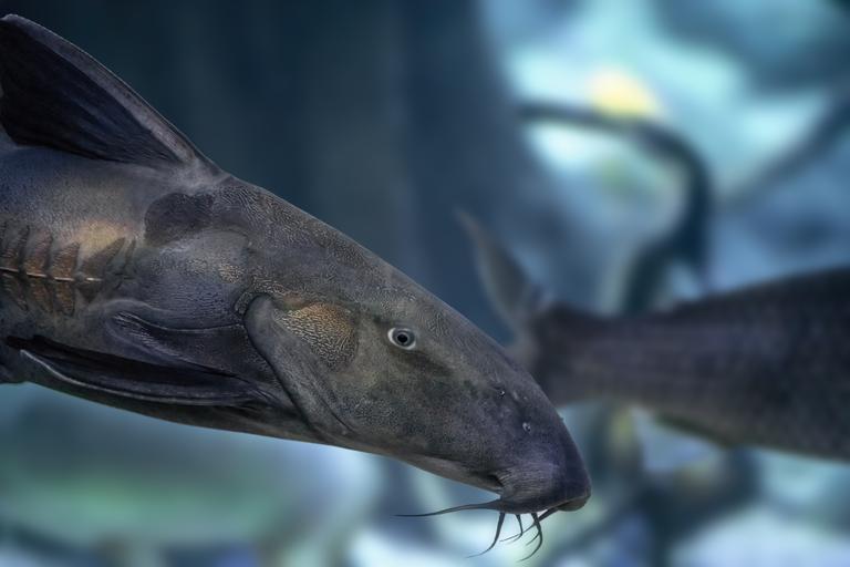 ripsaw-catfish-oxydoras-niger-freshwater-fish-2025-03-25-03-01-30-utc