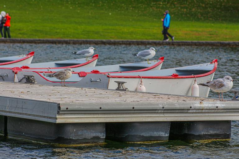 seagulls-perched-gracefully-on-boats-a-picturesqu-2025-02-02-10-54-17-utc