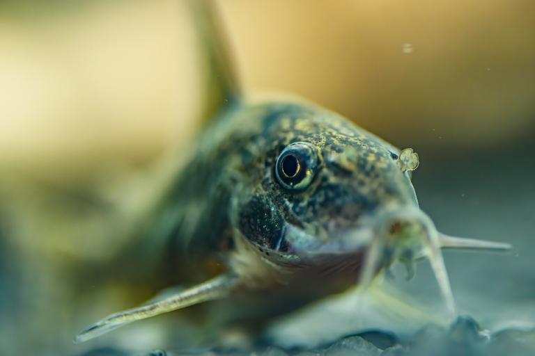 small-catfish-corydoras-frontal-closeup-with-blurr-2024-10-17-19-08-21-utc