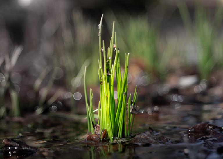 some-small-grass-that-is-growing-in-the-water-s-st-2025-02-02-14-40-22-utc
