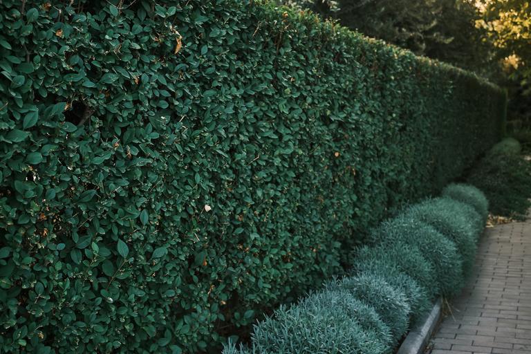 square-shaped-green-hedge-fence-separated-from-wal-2025-02-24-23-03-27-utc