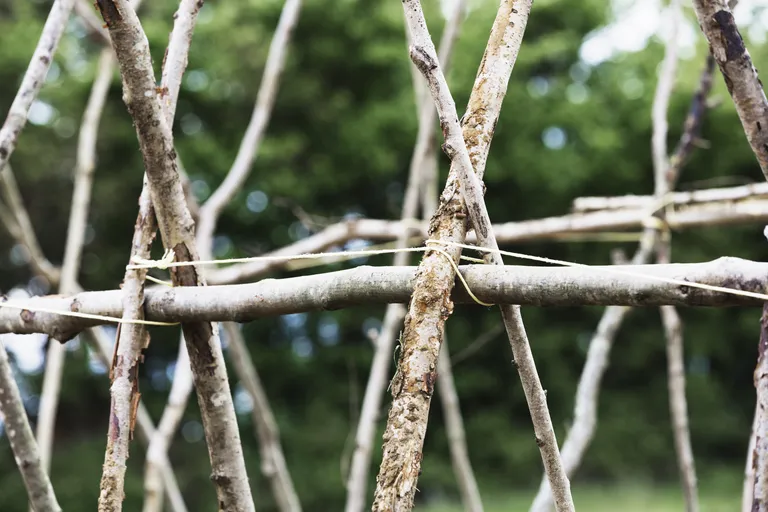 sticks-arranged-in-a-framework-for-supporting-clim-2025-04-04-06-23-09-utc