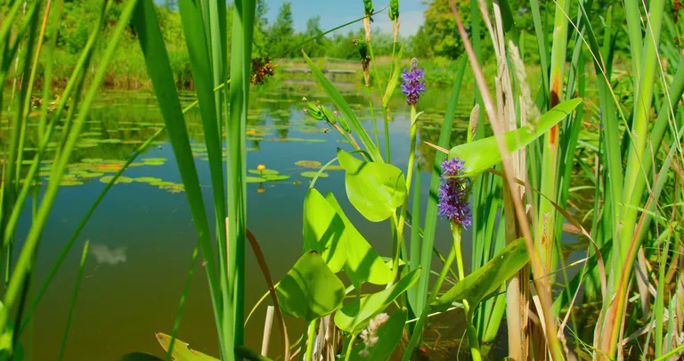 summer-landscape-with-water-plants-in-the-floweri-2024-10-18-06-30-38-utc