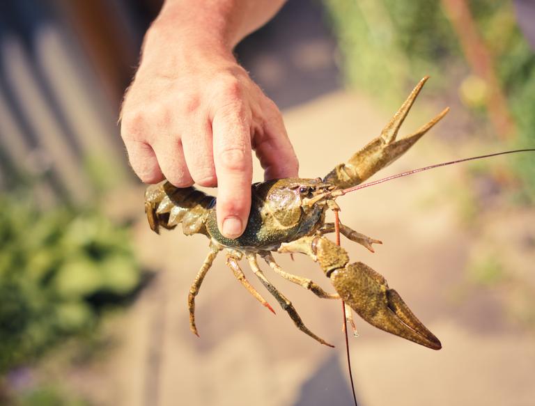the-crawfish-in-hand-2025-02-24-22-02-50-utc
