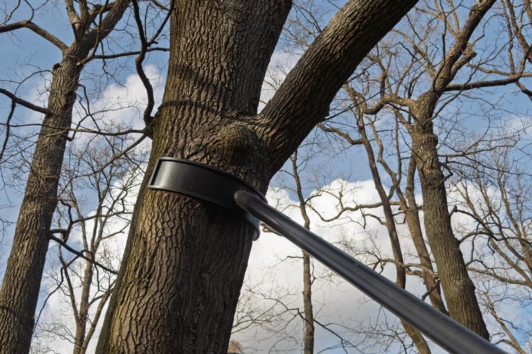 tree-trunk-supported-by-sturdy-metal-brace-in-earl-2025-05-29-23-40-43-utc