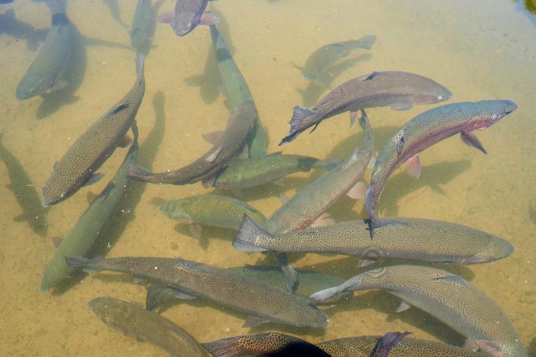 trout-fish-in-an-artificial-pond-in-a-farm-breedi-2025-03-13-04-39-51-utc